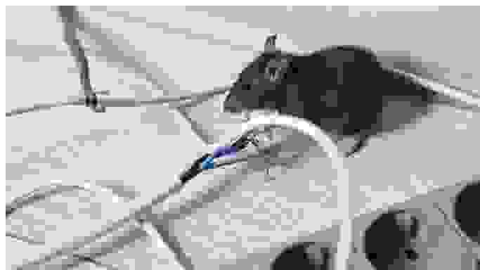 rodent control