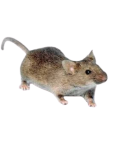 Rot treatment in Delhi