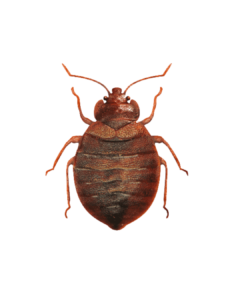 Untitled-design-3-240x300