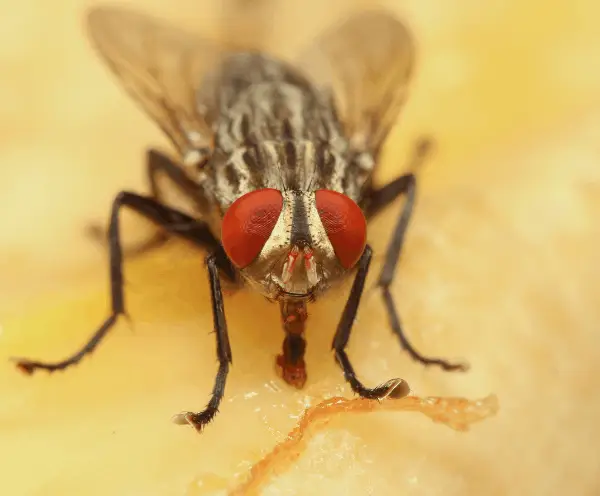 Flies-Treatment-Benefits
