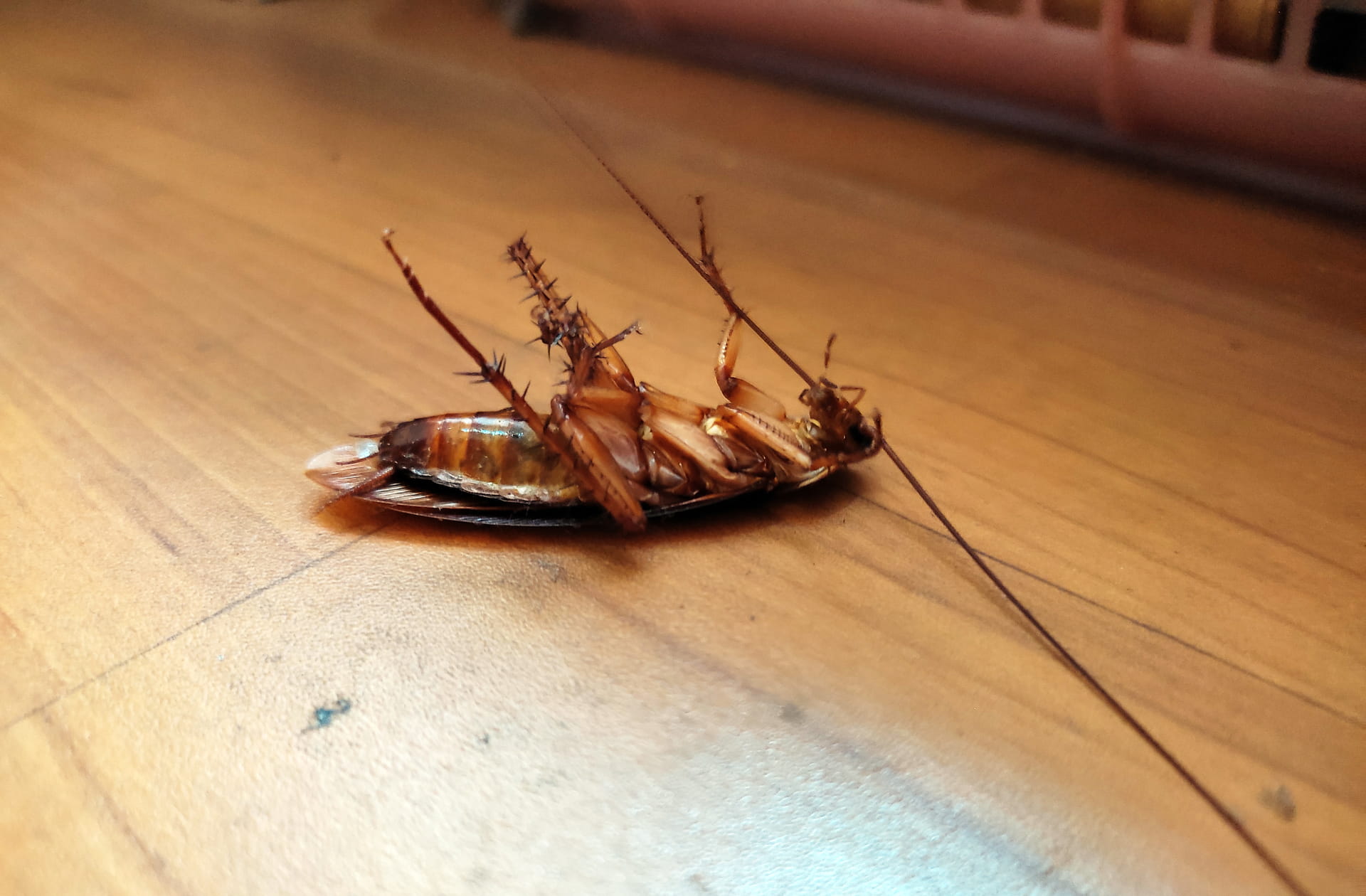 Result-Pest-Fend
